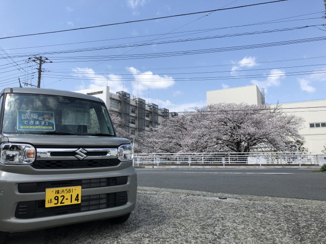 桜